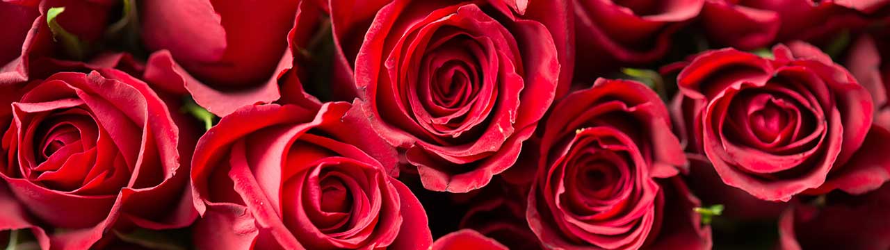 Red roses